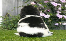 Newfoundland dogs for sale: Turbo - Image 2