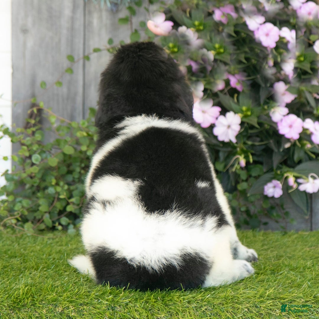 Newfoundland dogs for sale: Turbo - Image 2