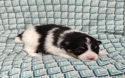 Pomeranian dogs for sale: Lilly Pad - Image 4