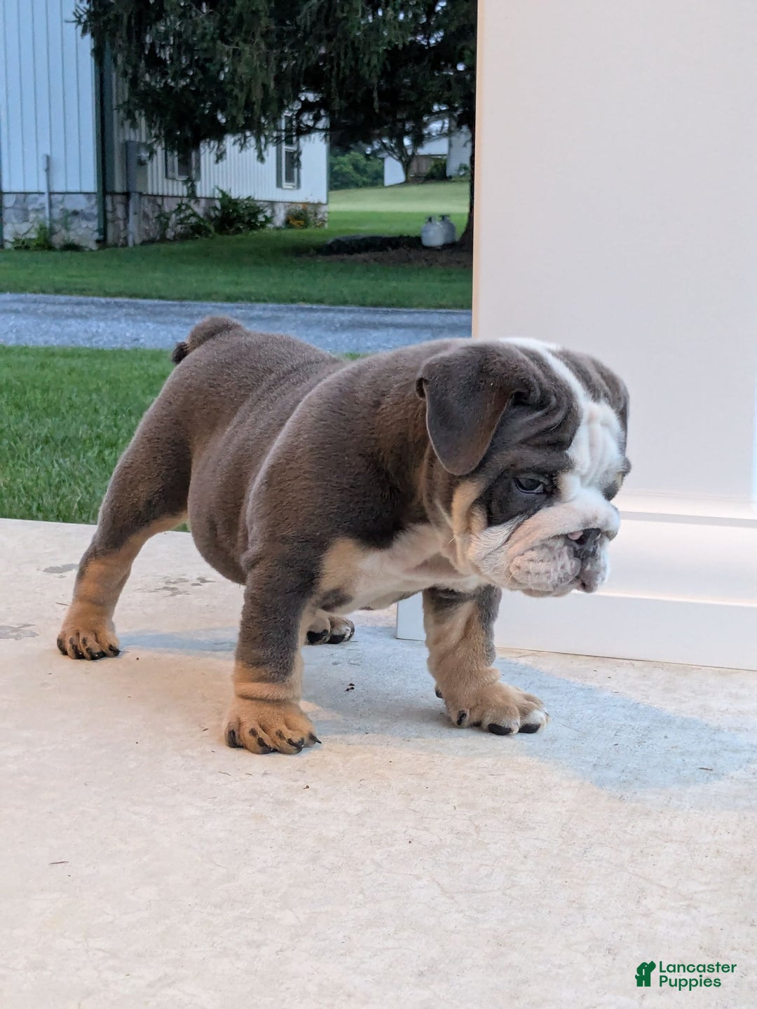 English Bulldog dogs for sale: Tuffy - Image 4