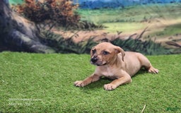 Catahoula Leopard Dog dogs for sale: Houdini 2025 Female 1 - Image 6