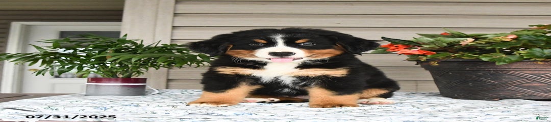 Bailey
