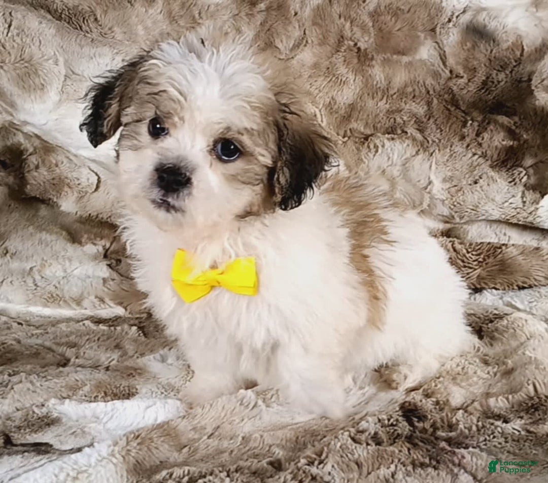 Teddy Bear dogs for sale: Tommy - Image 1