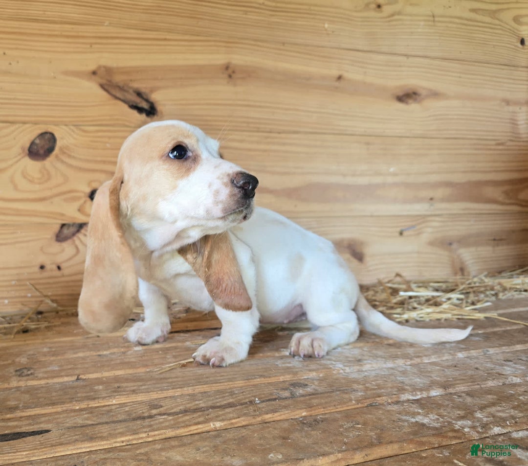 Basset Hound dogs for sale: Bonnie - Image 1