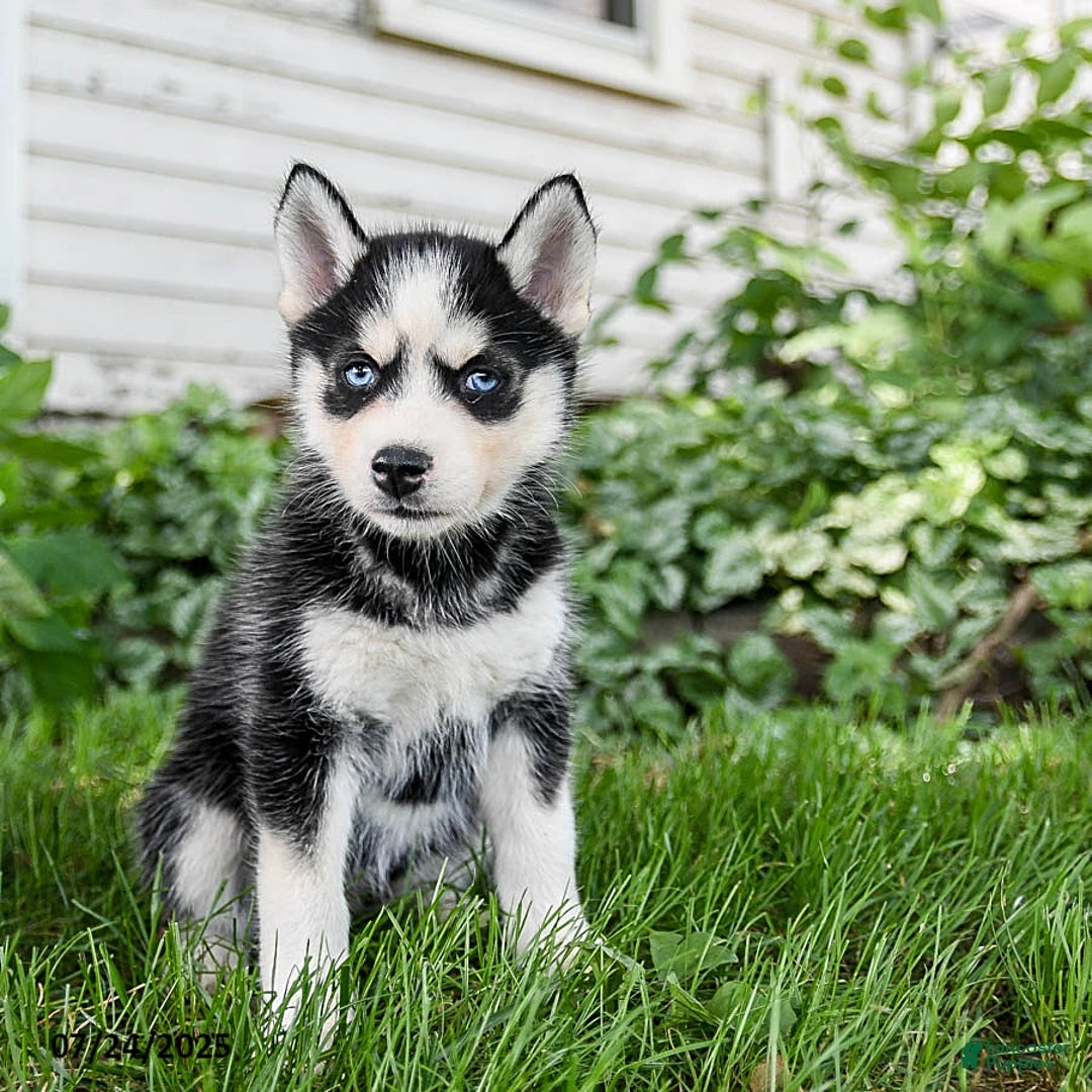 Pomsky dogs for sale: Kisses - Image 1