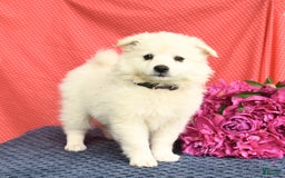 American Eskimo dogs for sale: Mango - Image 10