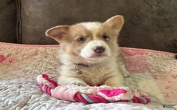 Welsh Corgi Pembroke dogs for sale: Blue Collar Boy - Image 5