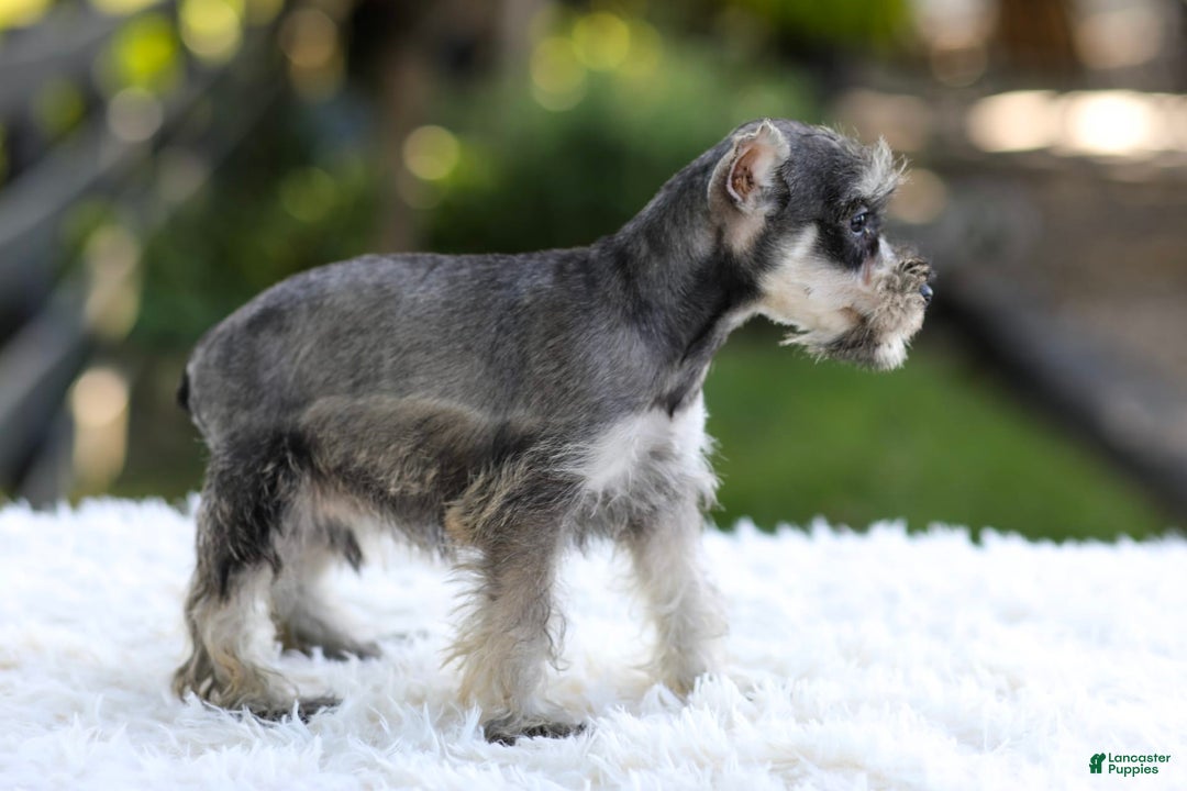 Miniature Schnauzer dogs for sale: Ace - Image 10