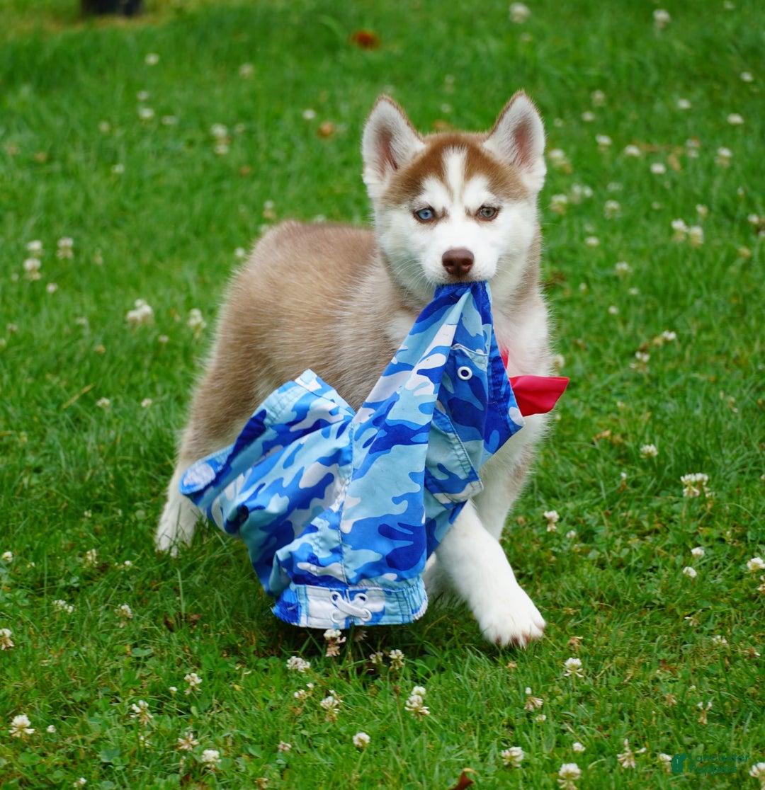 Siberian Husky dogs for sale: Bella - Image 3