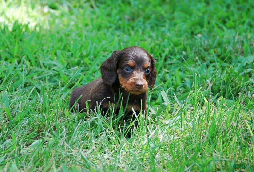 Dachshund dogs for sale: Akc Dixie - Image 8