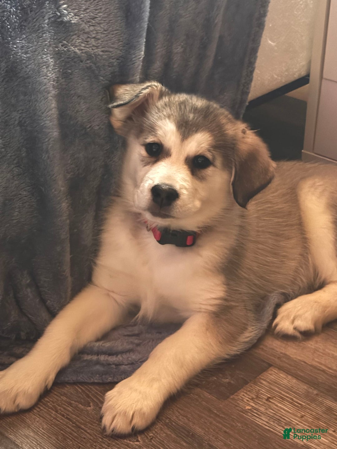 Alaskan Malamute dogs for sale: Lagertha - Image 9