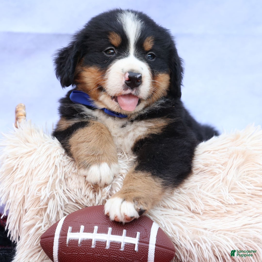 Bernese Mountain Dog dogs for sale: Seth - Image 13