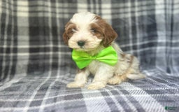 Cavapoo dogs for sale: Cheeto - Image 8