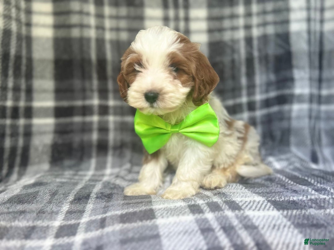Cavapoo dogs for sale: Cheeto - Image 8