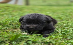 Newfoundland dogs for sale: Tramp - Image 6