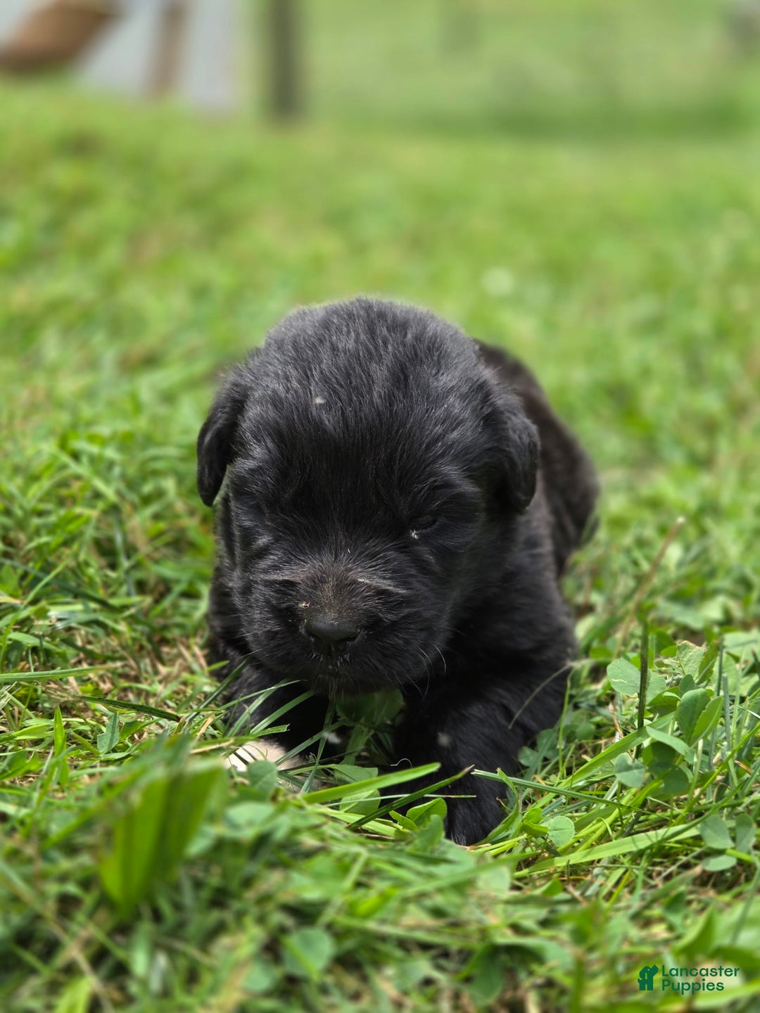 Newfoundland dogs for sale: Tramp - Image 6