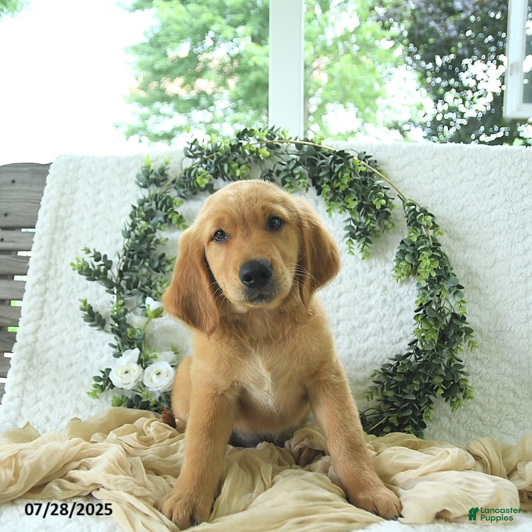 Golden Retriever dogs for sale: Adam - Image 13