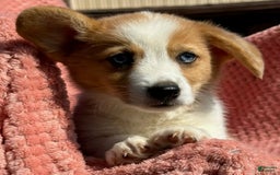 Welsh Corgi Pembroke dogs for sale: Welsh Corgi (Pembroke) 3 puppies - Image 4