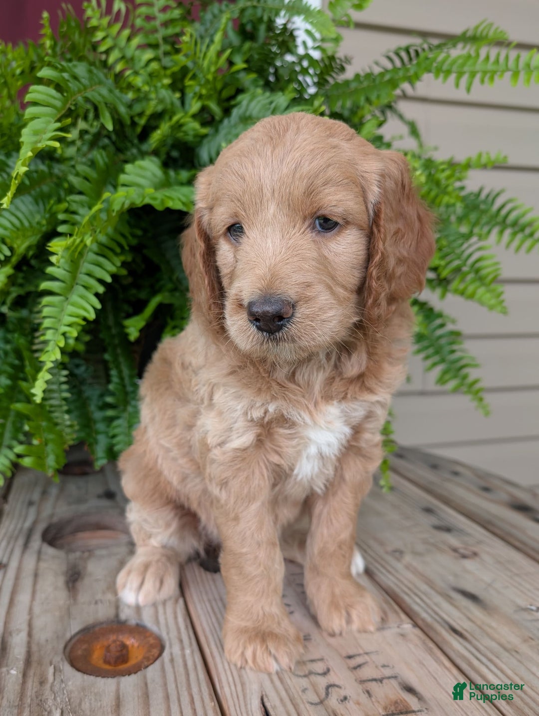 Goldendoodle dogs for sale: Lolly - Image 21