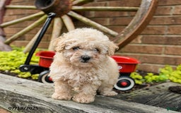 Toy Poodle dogs for sale: Debra - Image 2