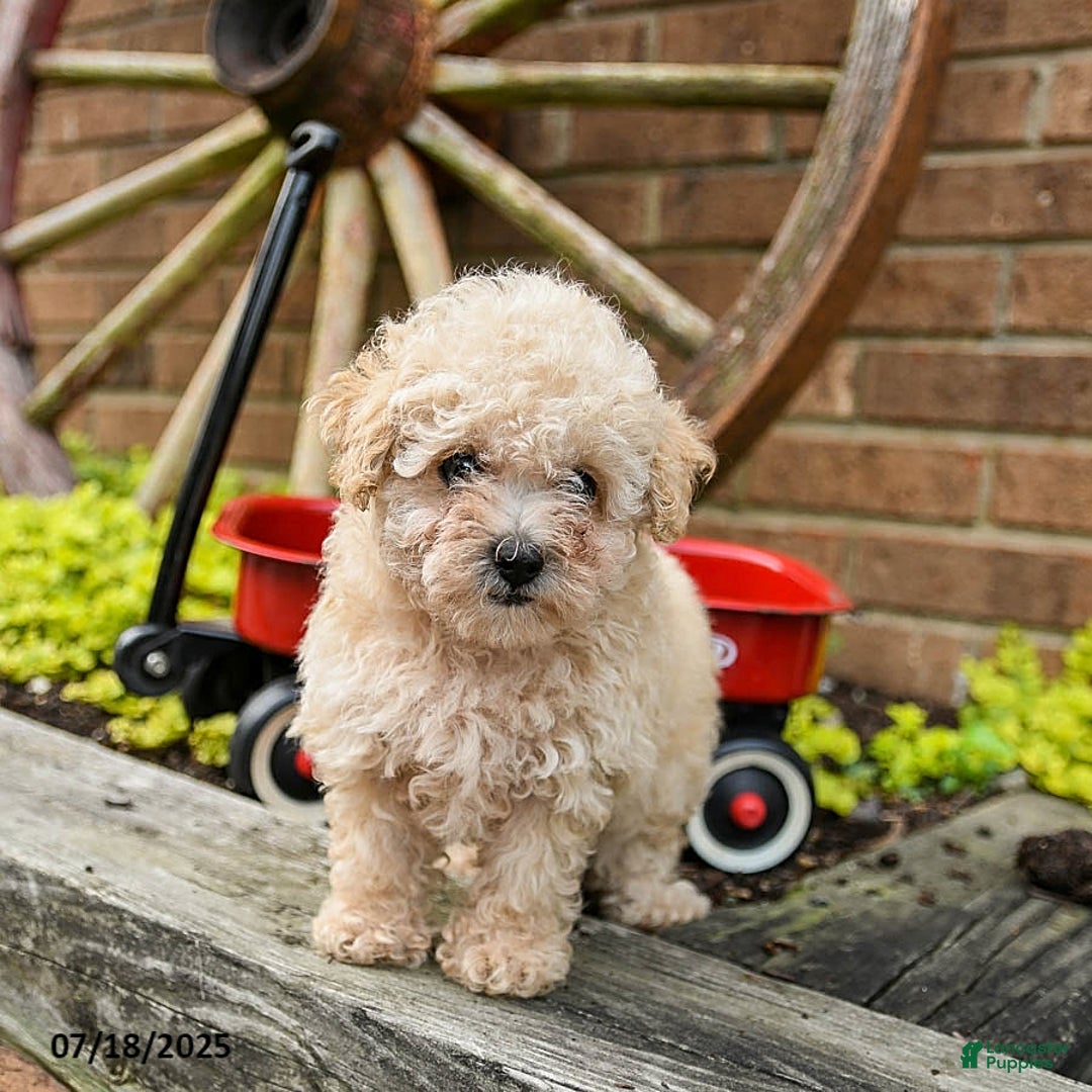 Toy Poodle dogs for sale: Debra - Image 2
