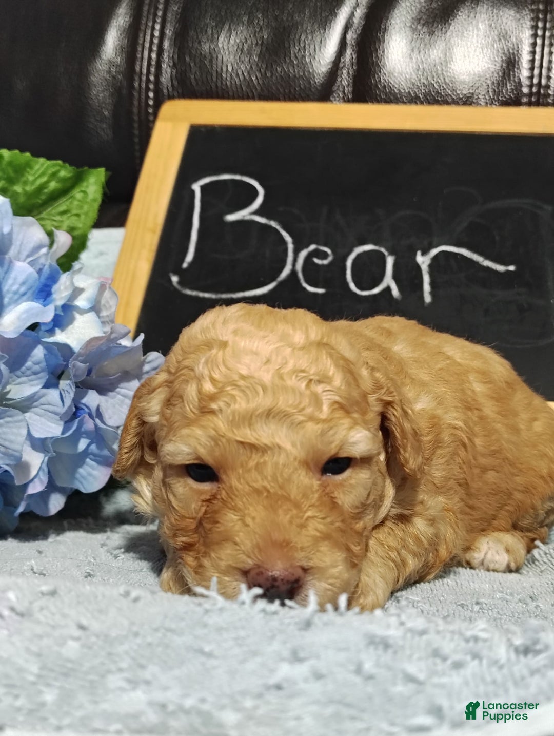Mini Goldendoodle dogs for sale: Bear - Image 8