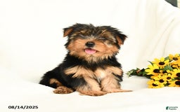 Yorkshire Terrier dogs for sale: Whisper - Image 1