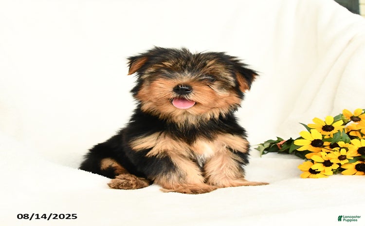 Yorkshire Terrier dogs for sale - Ad 2