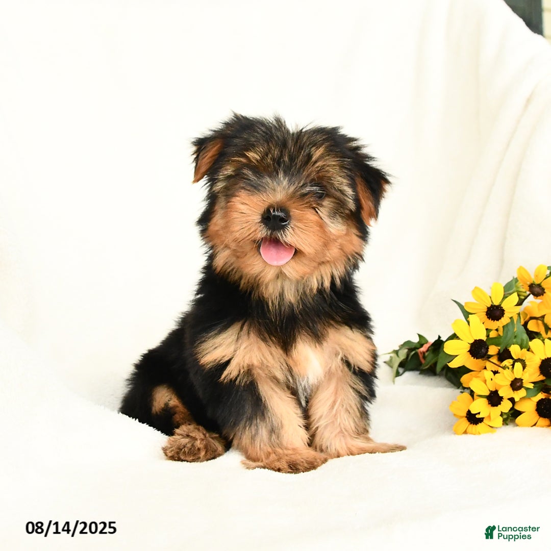 Yorkshire Terrier dogs for sale: Whisper - Image 1