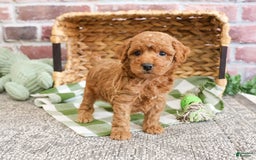 Miniature Poodle dogs for sale: Rico - Image 10