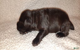Miniature Schnauzer dogs for sale: Boy1 - Image 10