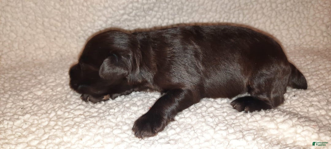 Miniature Schnauzer dogs for sale: Boy1 - Image 10