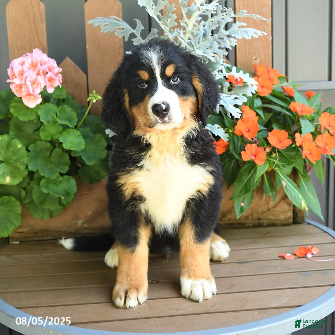 Bernese Mountain Dog dogs for sale: Maze - Image 2