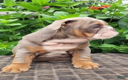 English Bulldog dogs for sale: Lexie - Image 10