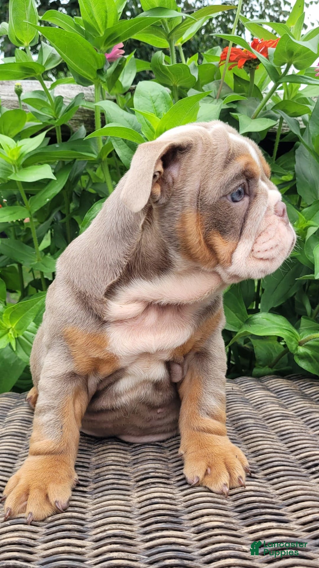 English Bulldog dogs for sale: Lexie - Image 10