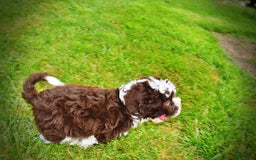 Havapoo dogs for sale: Dash - Image 19