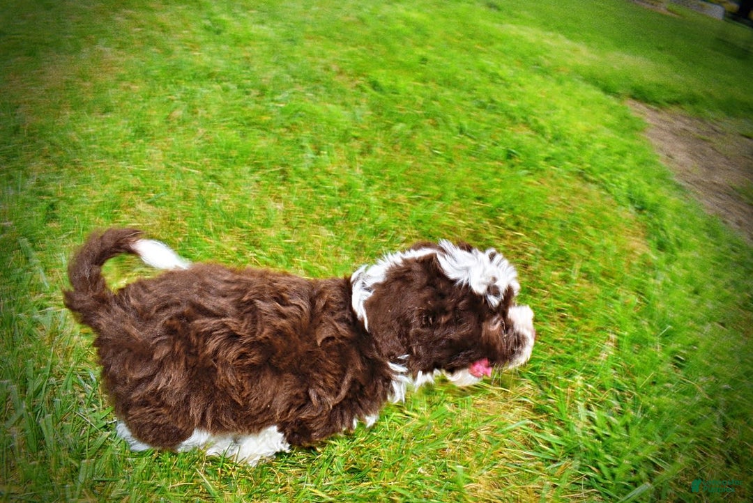Havapoo dogs for sale: Dash - Image 19
