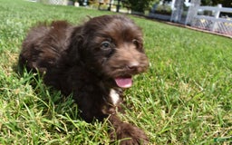 Havapoo dogs for sale: Armani - Image 12