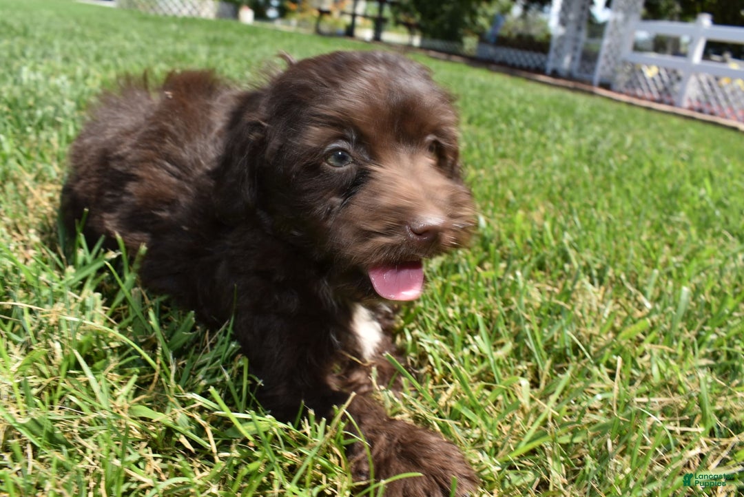 Havapoo dogs for sale: Armani - Image 12