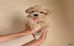 Maltipoo dogs for sale: Gani - Listing for pets: Gani, Barny - Image 2