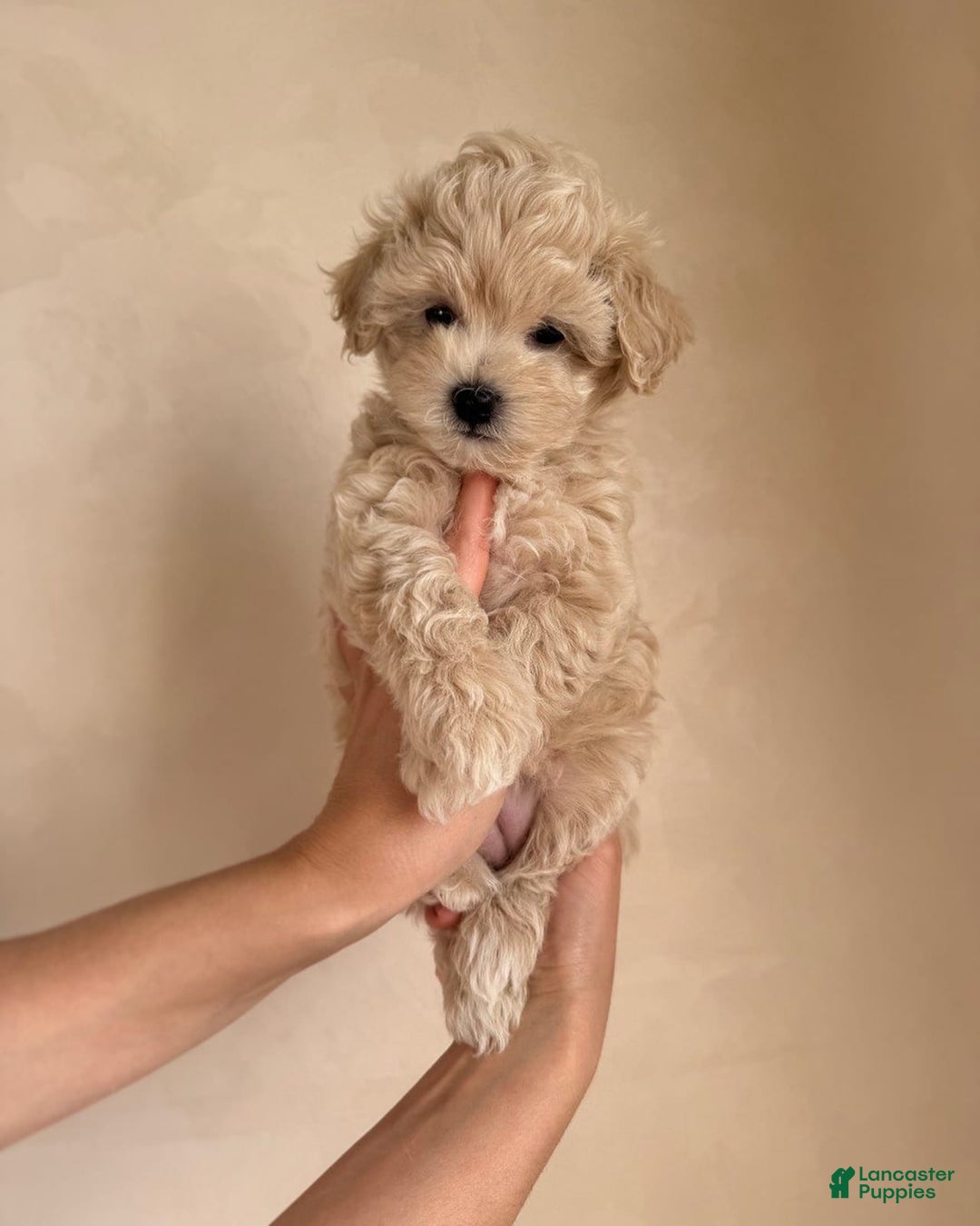 Maltipoo dogs for sale: Gani - Listing for pets: Gani, Barny - Image 2