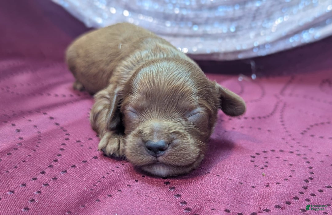 Cavapoo dogs for sale: Zeus - Image 1
