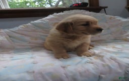Golden Retriever dogs for sale: Twinkie - Image 19