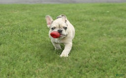 French Bulldog dogs for sale: Zoro - Image 3