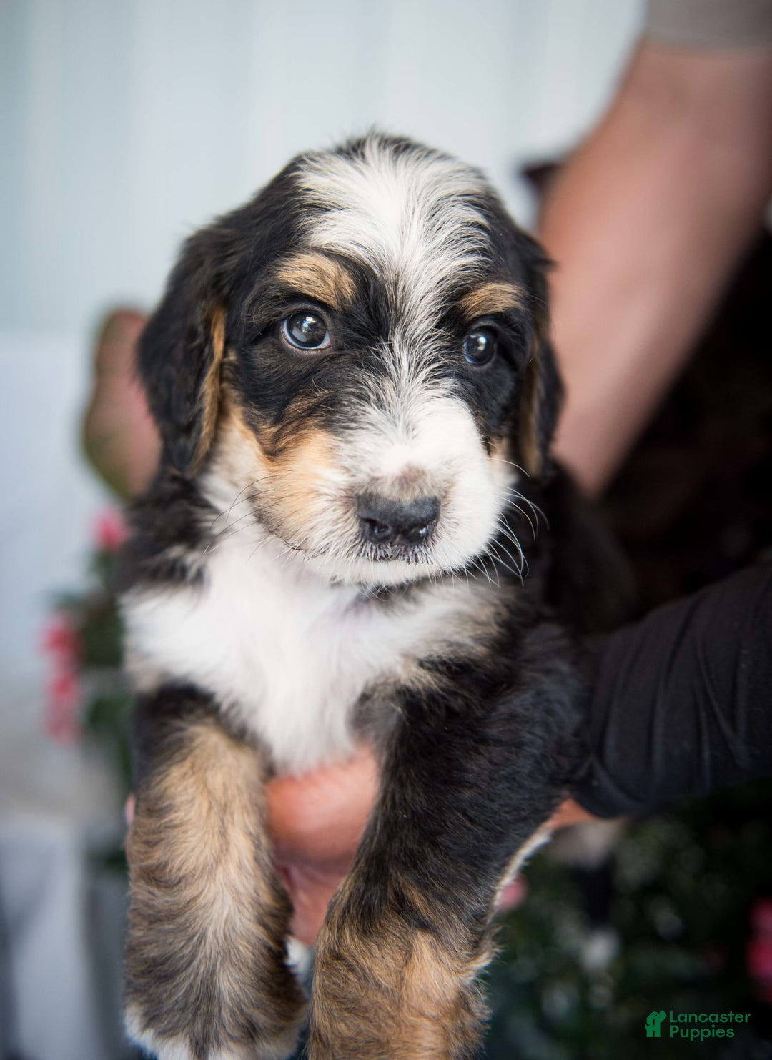 Bernedoodle dogs for sale: Jordan - Image 6