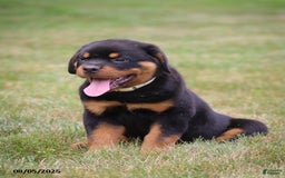Rottweiler dogs for sale: Larry - Image 1