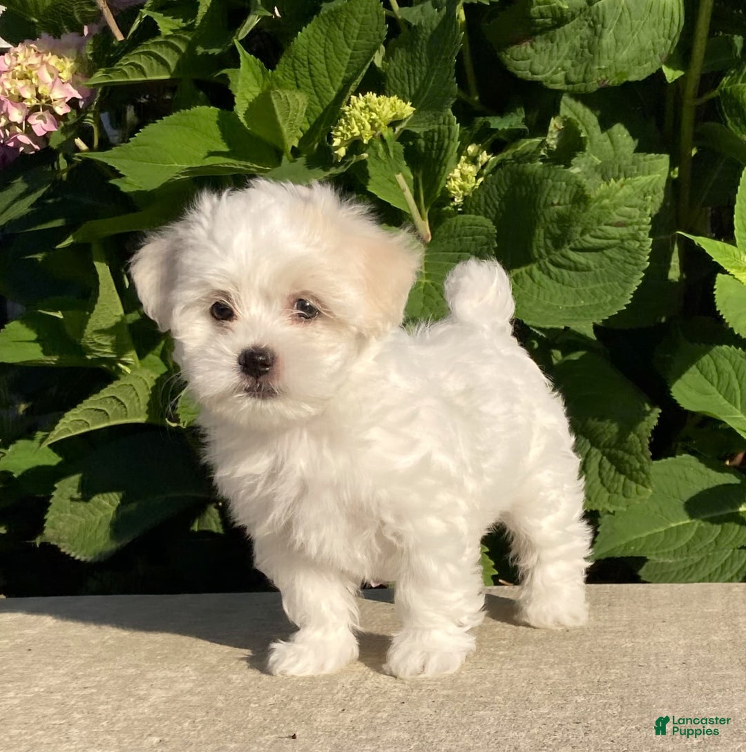 Coton De Tulear dogs for sale: Button - Image 2