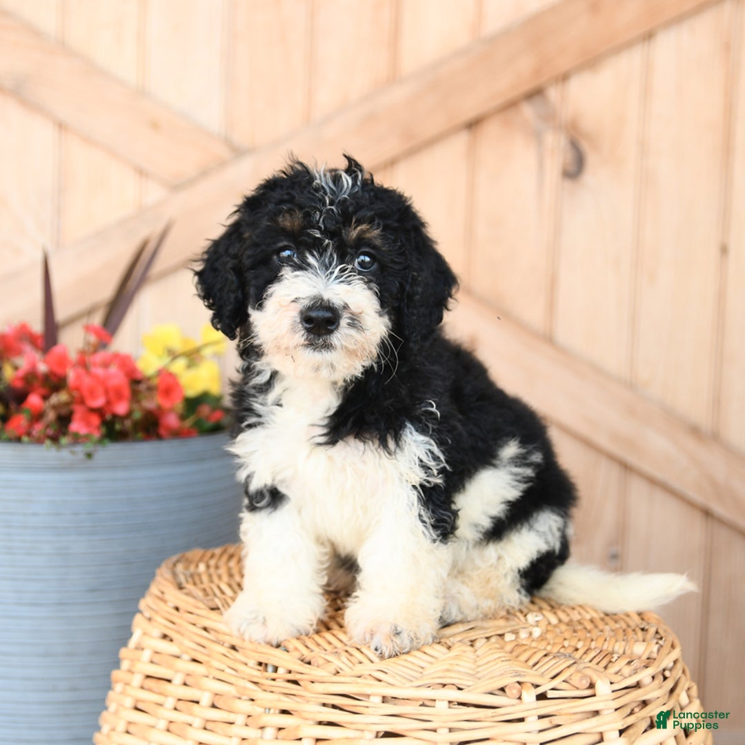 Mini Bernedoodle dogs for sale: Bella - Image 1
