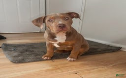 American Bully dogs for sale: Diamond - Image 15