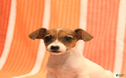 Jack Russell Terrier dogs for sale: Nancy - Image 4